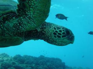 Sea Turtle pic from Hawaii